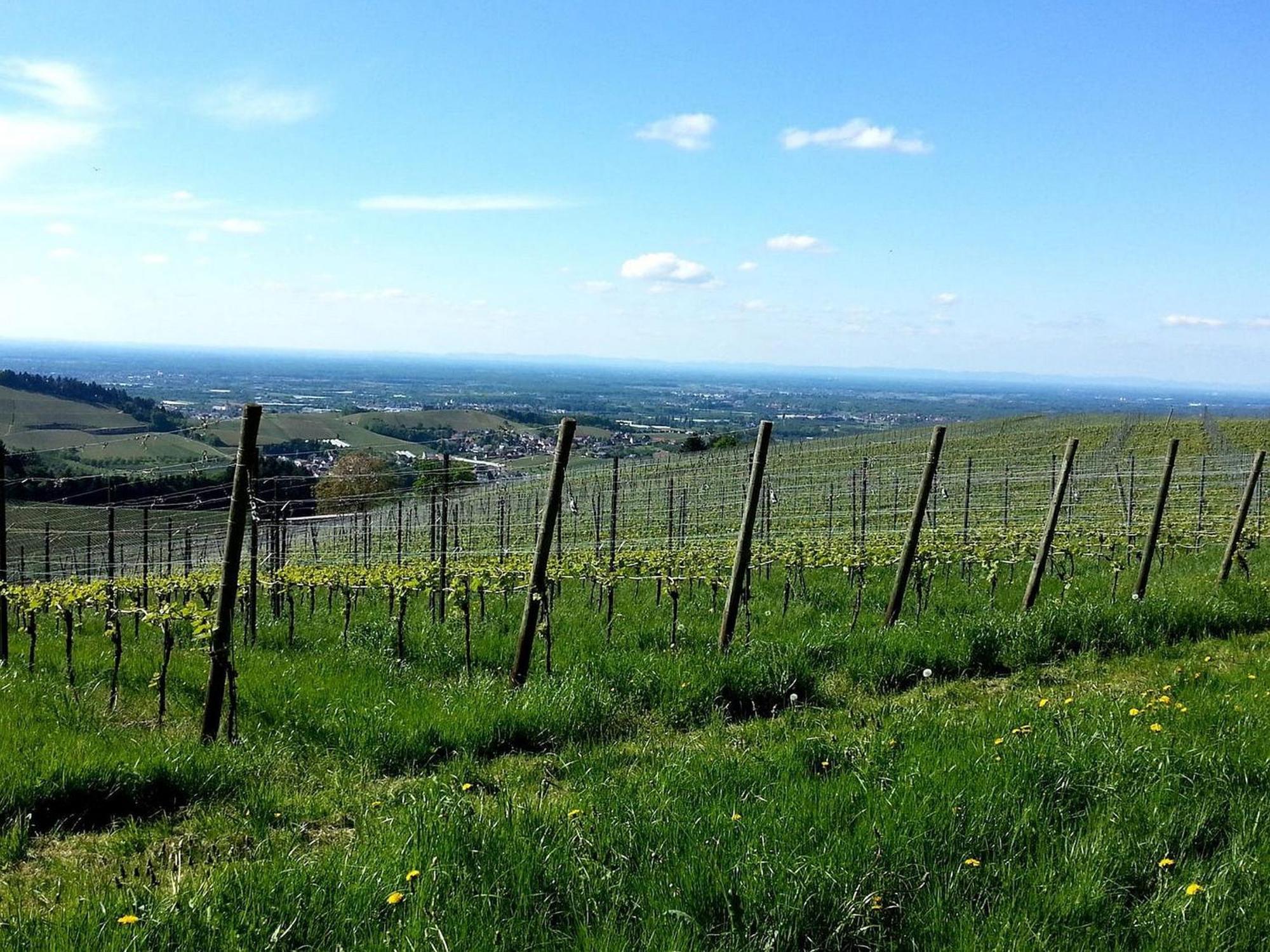 Ferienhof Vordere Alm Oberkirch  Ngoại thất bức ảnh
