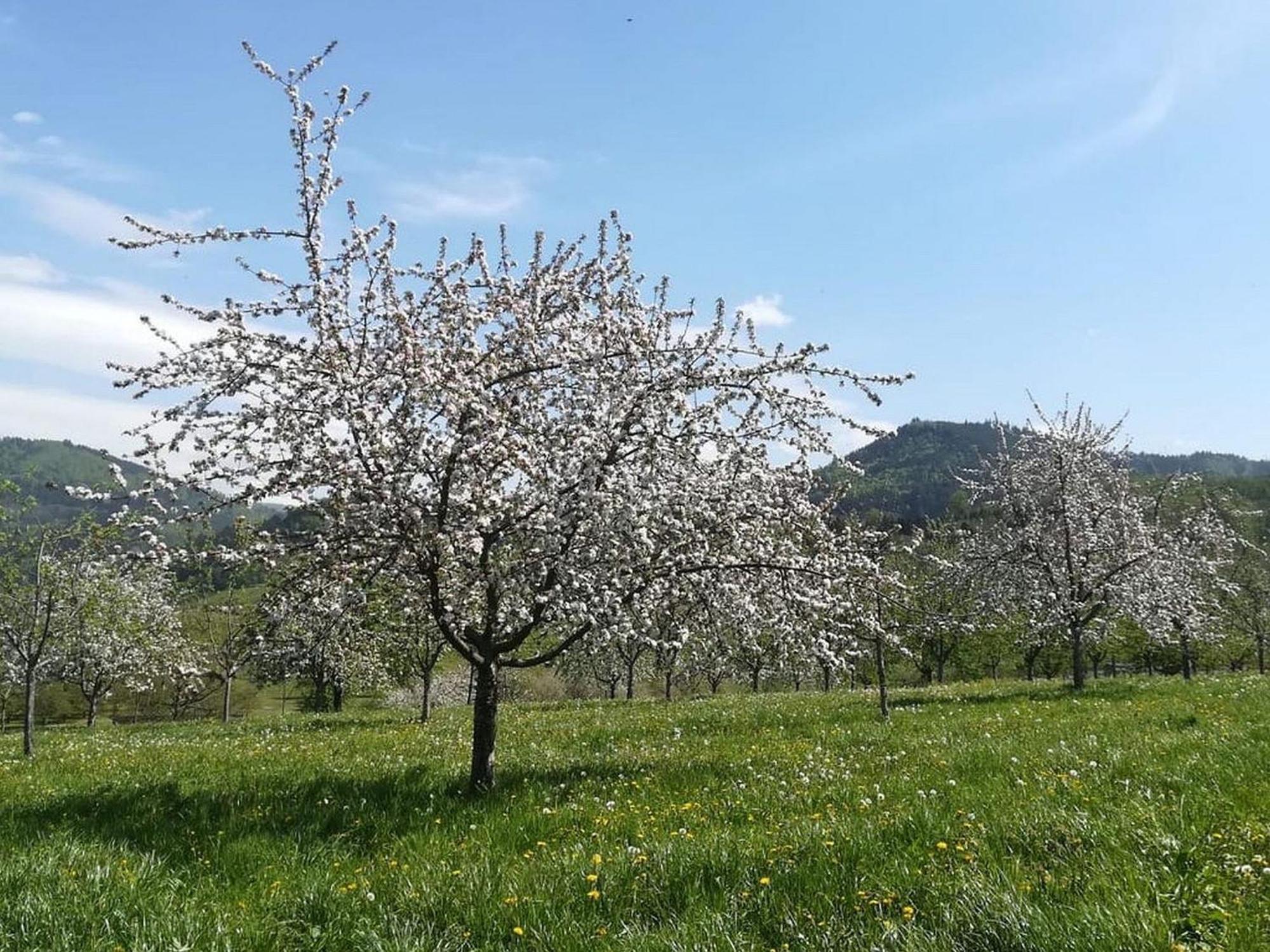 Ferienhof Vordere Alm Oberkirch  Ngoại thất bức ảnh
