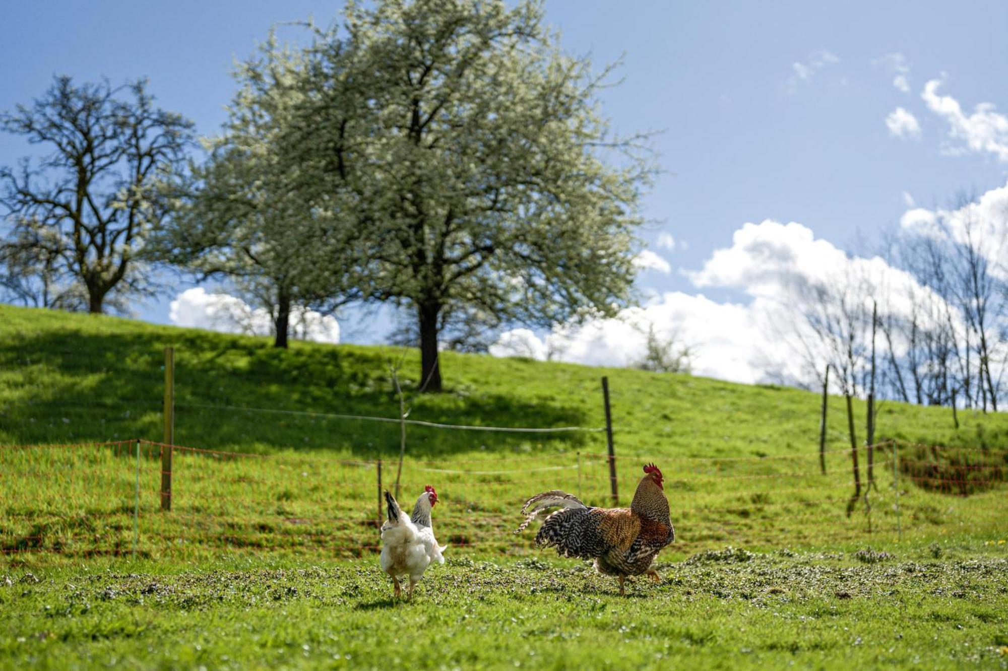 Ferienhof Vordere Alm Oberkirch  Ngoại thất bức ảnh