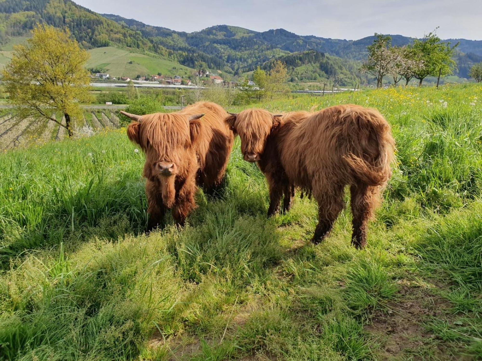 Ferienhof Vordere Alm Oberkirch  Ngoại thất bức ảnh